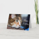 Recherche de housecat Félin