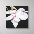 Search for white magnolia canvas prints Nature