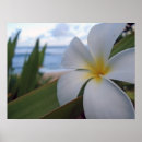 Search for pearl harbour Waikiki