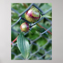 Recherche de poney posters Printemps