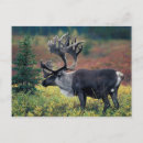 Recherche de profondeur cartes postales Animal