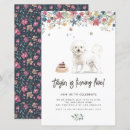 Recherche de bichon frisé Anniversaire