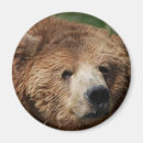 Search for kodiak magnets Bear