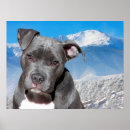 Search for pit posters Animals