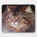 Search for coons mousepads Cats