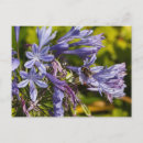 Search for agapanthus postcards Flower