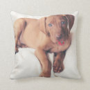 Search for vizsla pillows Animal