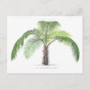 Recherche de paume cartes postales Arbre