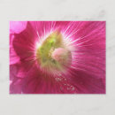 Search for hollyhocks postcards Beautiful