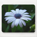 Search for shasta electronics Floral
