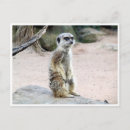 Search for suricates postcards Meerkat