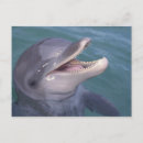 Search for bottlenose postcards Aquatic