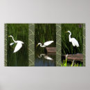 Search for egret posters Crane