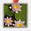 Recherche de nénuphar ornements Rose