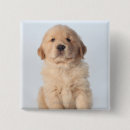 Search for retriever puppy buttons Dog
