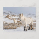Recherche de islandais cartes postales Poney