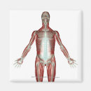 Search for muscle magnets Body
