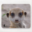 Search for kalahari mousepads Meerkat