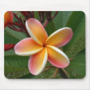Recherche de flore électronique Plumeria