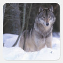 Search for grey wolf stickers Nature