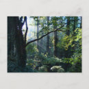 Search for light rays cards invites Leaves