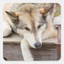 Search for dog sled stickers Alaska