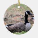 Search for canadian goose ornaments Nature