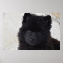 Recherche de canines posters Animaux