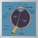 Search for organ anatomy posters Human