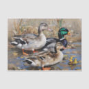 Search for duck tissue paper Waterfowl