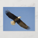 Recherche de flétan cartes postales Vol