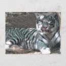 Recherche de tigre blanc cartes postales Faune