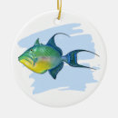 Search for triggerfish Queen triggerfish