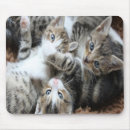 Recherche de chatons gris tapis souris Amoureux des chats