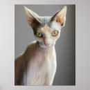 Search for hairless cat posters Feline