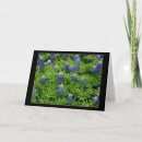 Recherche de bluebonnets vœux cartes Photographie