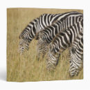 Search for feed binders Animals