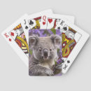 Search for koala bear playing cards Wildlife