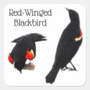 Search for red wings stickers Bird