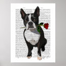 Search for boston terrier posters Cute boston terriers