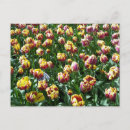 Search for mount washington postcards Flowers