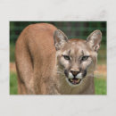 Recherche de puma cartes postales Lion de montagne