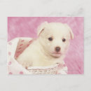 Recherche de hybride cartes postales Mignon