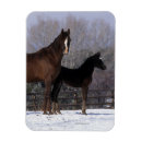 Recherche de poulain magnets Cheval