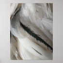 Search for rooster painting posters Feathers