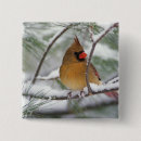 Search for pine square buttons Nature