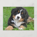 Recherche de bernese vœux cartes Amoureux des chiens