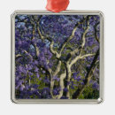 Search for bloom blooms blooming ornaments Branch
