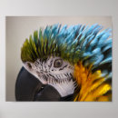 Recherche de perroquet art Animaux