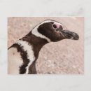 Recherche de magellan cartes postales Côte